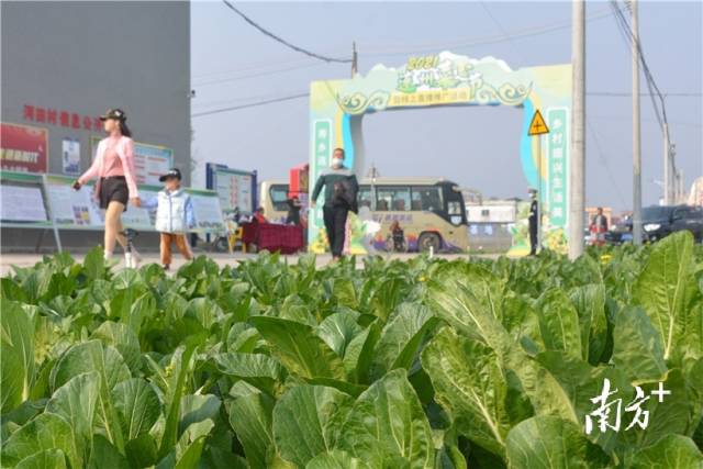 10日，2021連州菜心節(jié)暨線上直播推廣活動在西岸鎮(zhèn)河田村開幕。張曉欣 攝