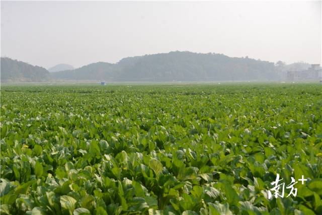 河田蔬菜基地內(nèi)，連片千畝菜心長勢喜人。張曉欣 攝