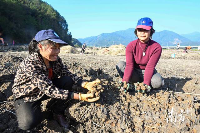 朱崗村水美塘馬蹄種植基地里，村民在采挖馬蹄。張曉欣 攝