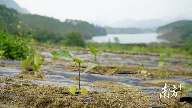 迎風(fēng)搖曳、綠意盎然的五指毛桃種苗。