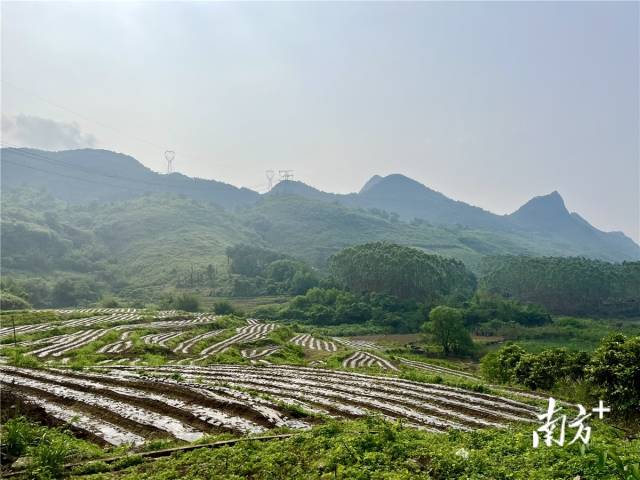 九陂鎮(zhèn)高相村打造的中藥材種植基地。