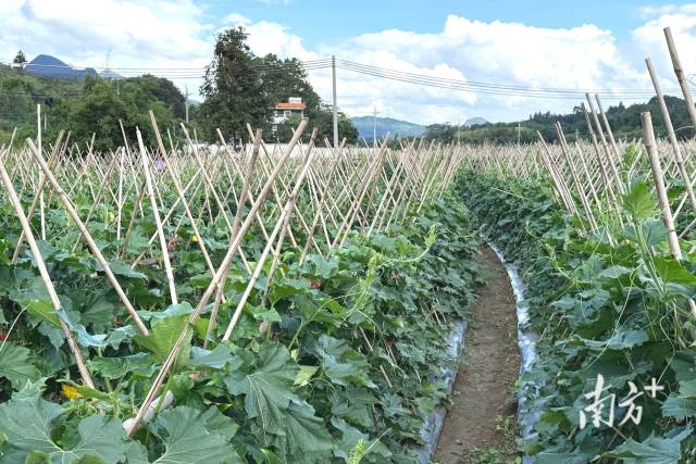 九陂鎮(zhèn)新墟村打造的秋季黑皮冬瓜種植基地。九陂鎮(zhèn)供圖