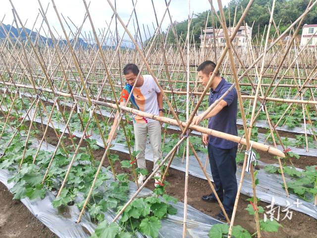邱雪平（左）在冬瓜田查看瓜藤生長情況。九陂鎮(zhèn)供圖