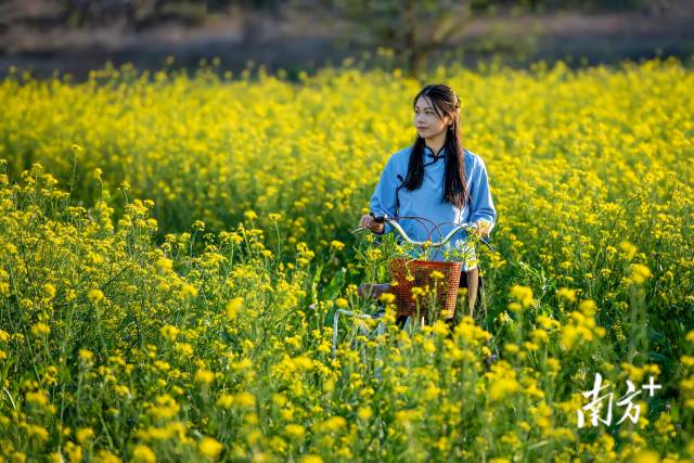 菜心花田。李少輝 攝