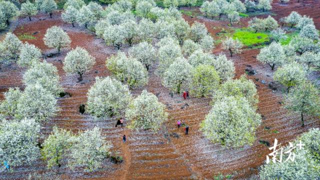 連州梨花。丘貴星 攝