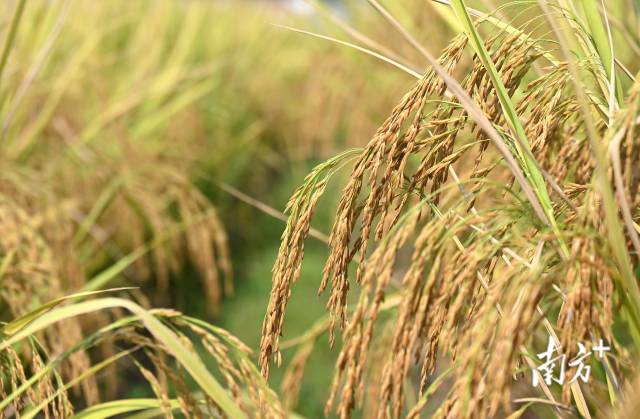 保安鎮(zhèn)建成800畝富硒絲苗米基地和1100畝富硒香芋種植區(qū)，帶動村民增收。黃津 攝