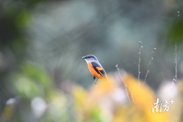 灰喉山椒鳥(niǎo)。伍國(guó)儀 攝