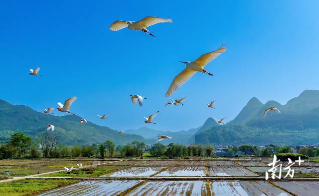 藍(lán)天精靈在青山綠水間自由翱翔。羅敏 攝