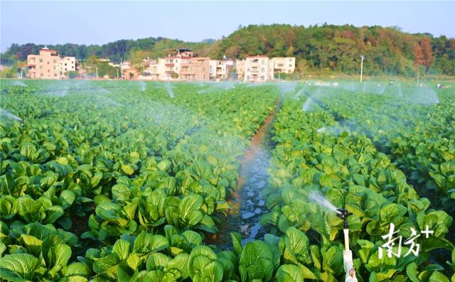 水肥一體化，讓基地每年節(jié)約成本約200萬元。黃津 攝