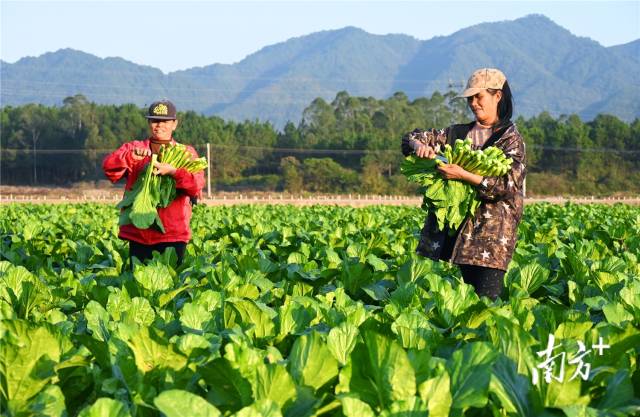 連州菜心。黃津 攝
