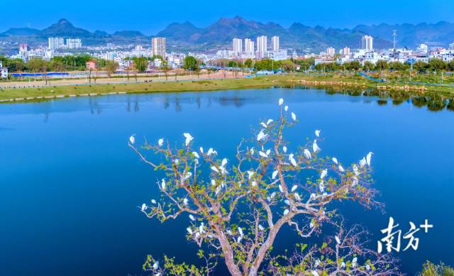 鳥類是“藍天精靈”，愛鳥護鳥，人人有責(zé)。羅敏 攝