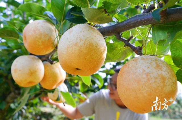 九陂鎮(zhèn)“花果經(jīng)濟(jì)”成效喜人。黃津 攝