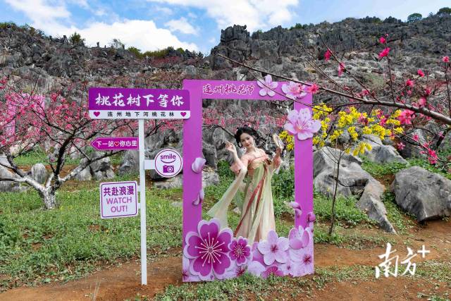 連州正以滿山桃色，向八方游客發(fā)出春日邀請。愛地旅游 供圖