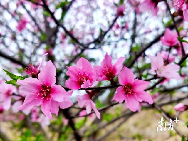 連州桃花花開正艷。黃瀅 攝