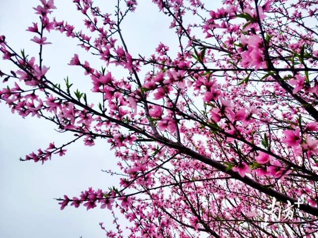 連片的桃花綴滿枝頭，成為連州鄉(xiāng)村最動(dòng)人的底色。黃瀅 攝