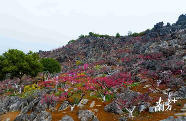 東陂鎮(zhèn)大洞村石林桃花園內(nèi)層層疊疊的桃花。愛地旅游 供圖
