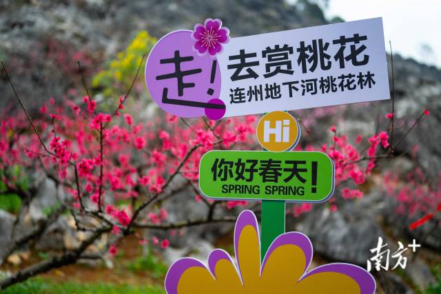 眼下正值連州桃花最佳觀賞期。愛地旅游 供圖