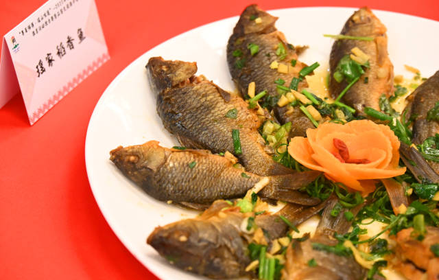 稻香魚。黃津 攝